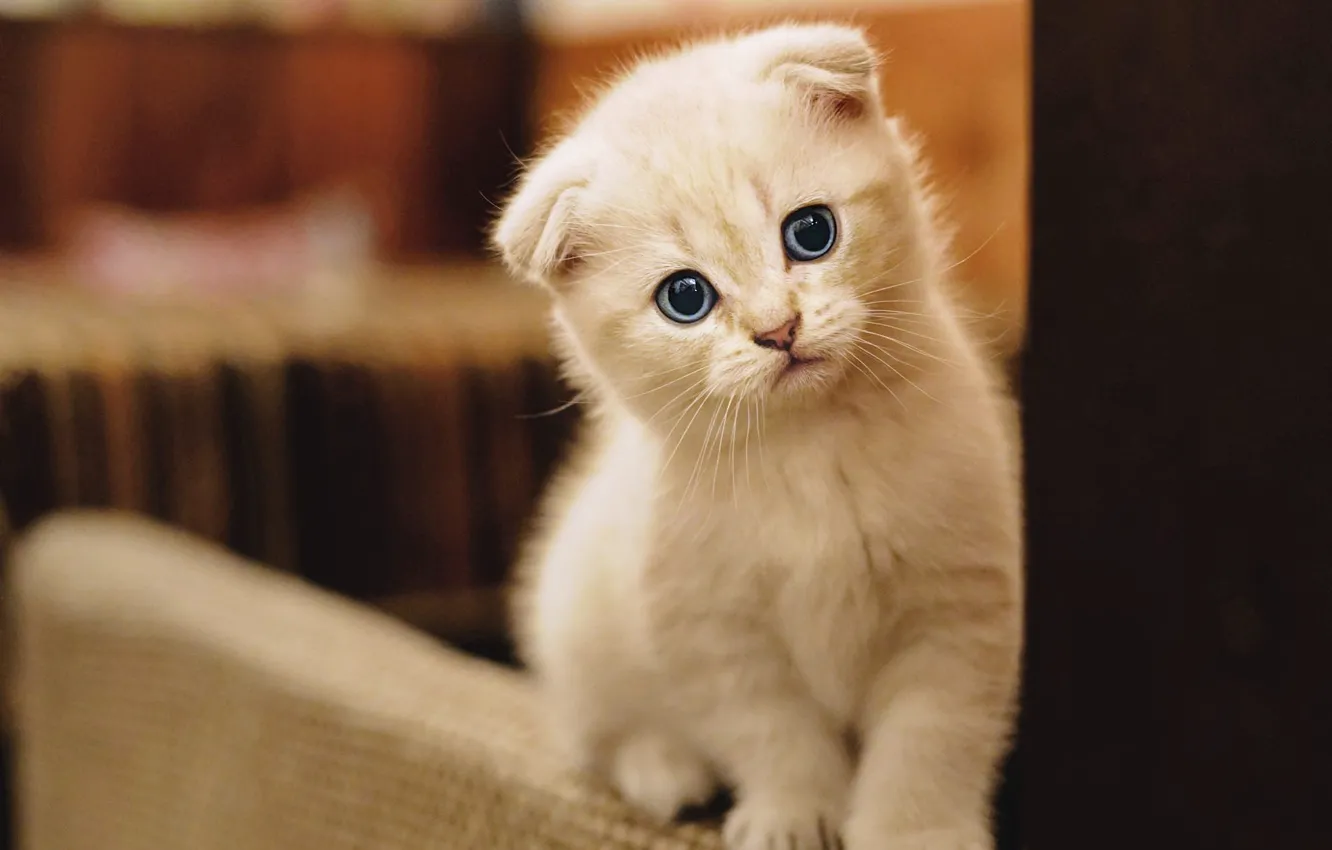 Photo wallpaper cat, white, look, pose, furniture, fold, kitty, face