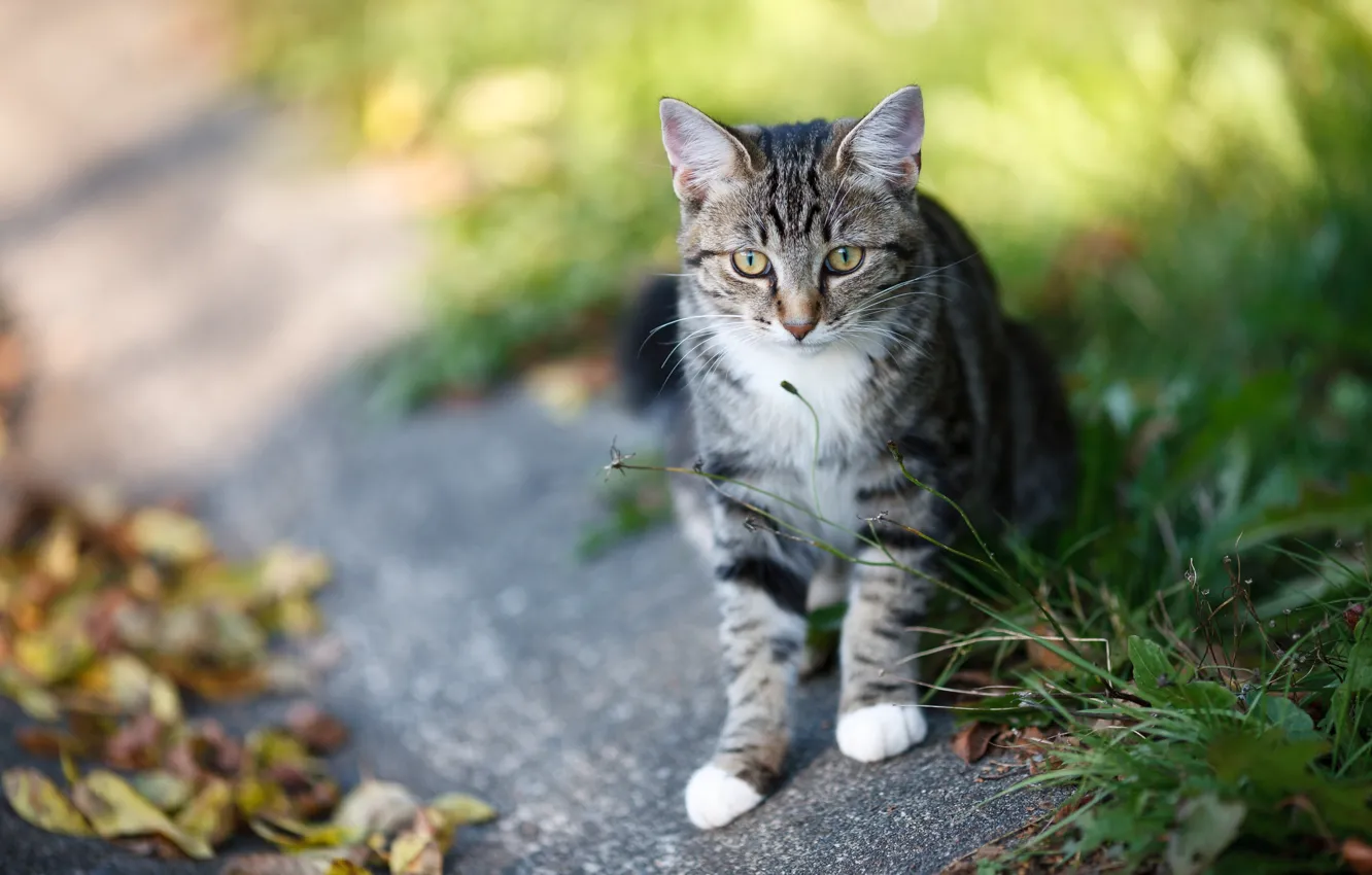 Photo wallpaper road, cat, grass, look, kitty, sitting, path