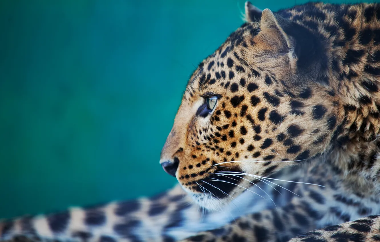 Photo wallpaper look, face, portrait, leopard, profile, blue background