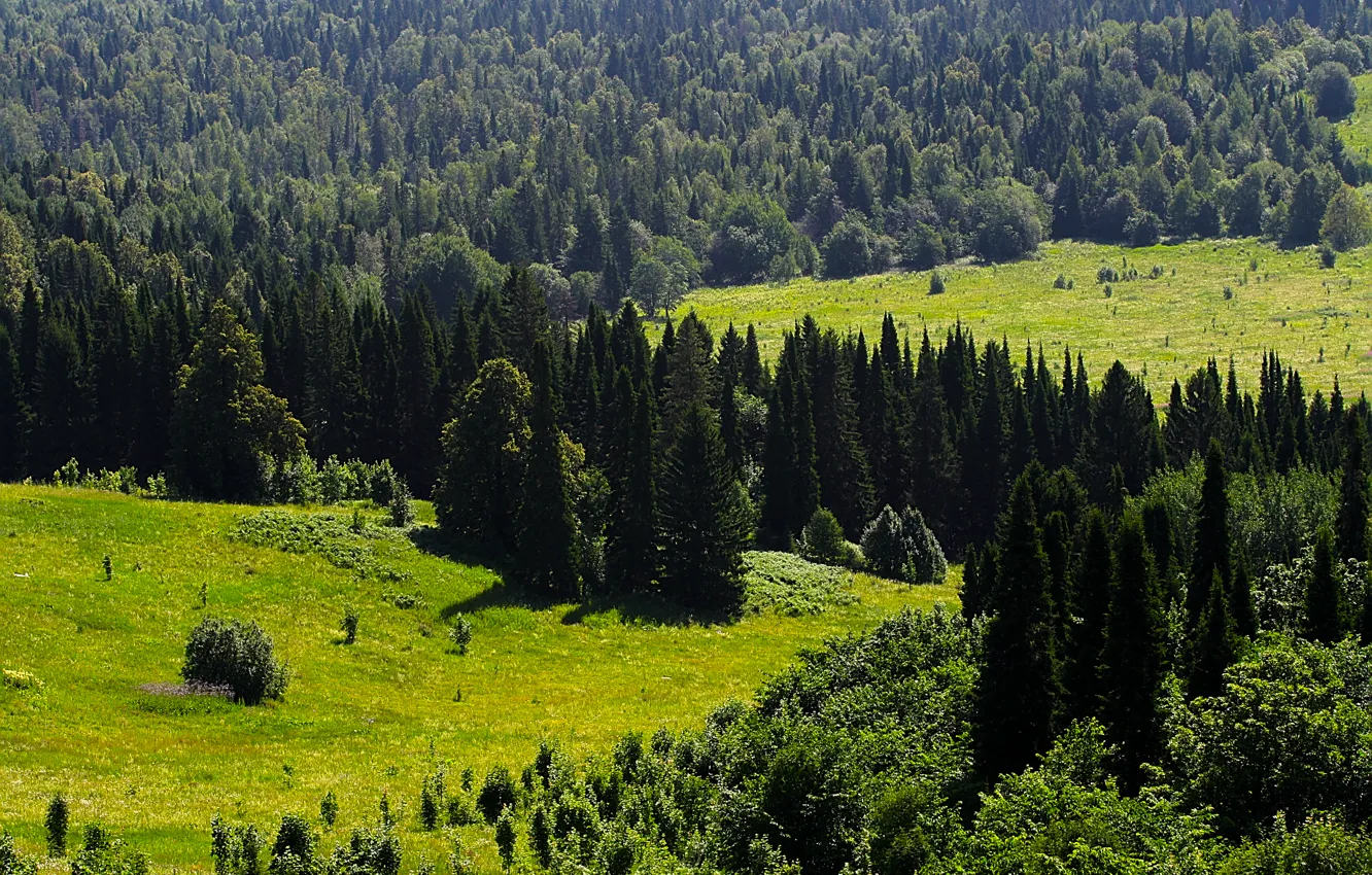 Photo wallpaper greens, forest, trees, dal, Ural