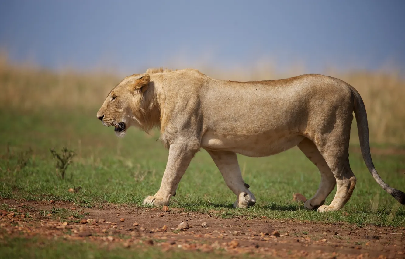 Photo wallpaper predator, Leo, wild cat