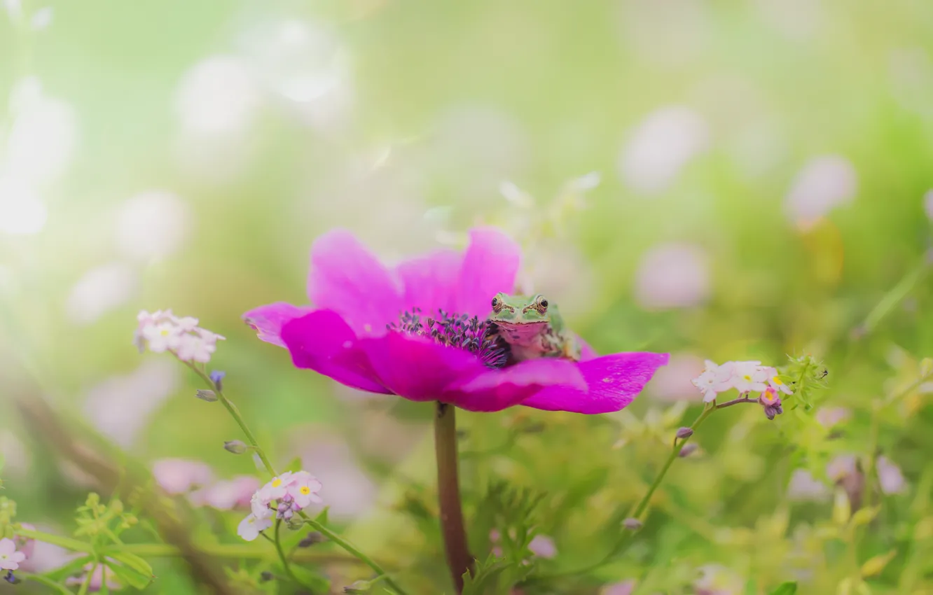 Photo wallpaper greens, summer, macro, flowers, green, background, glade, bright