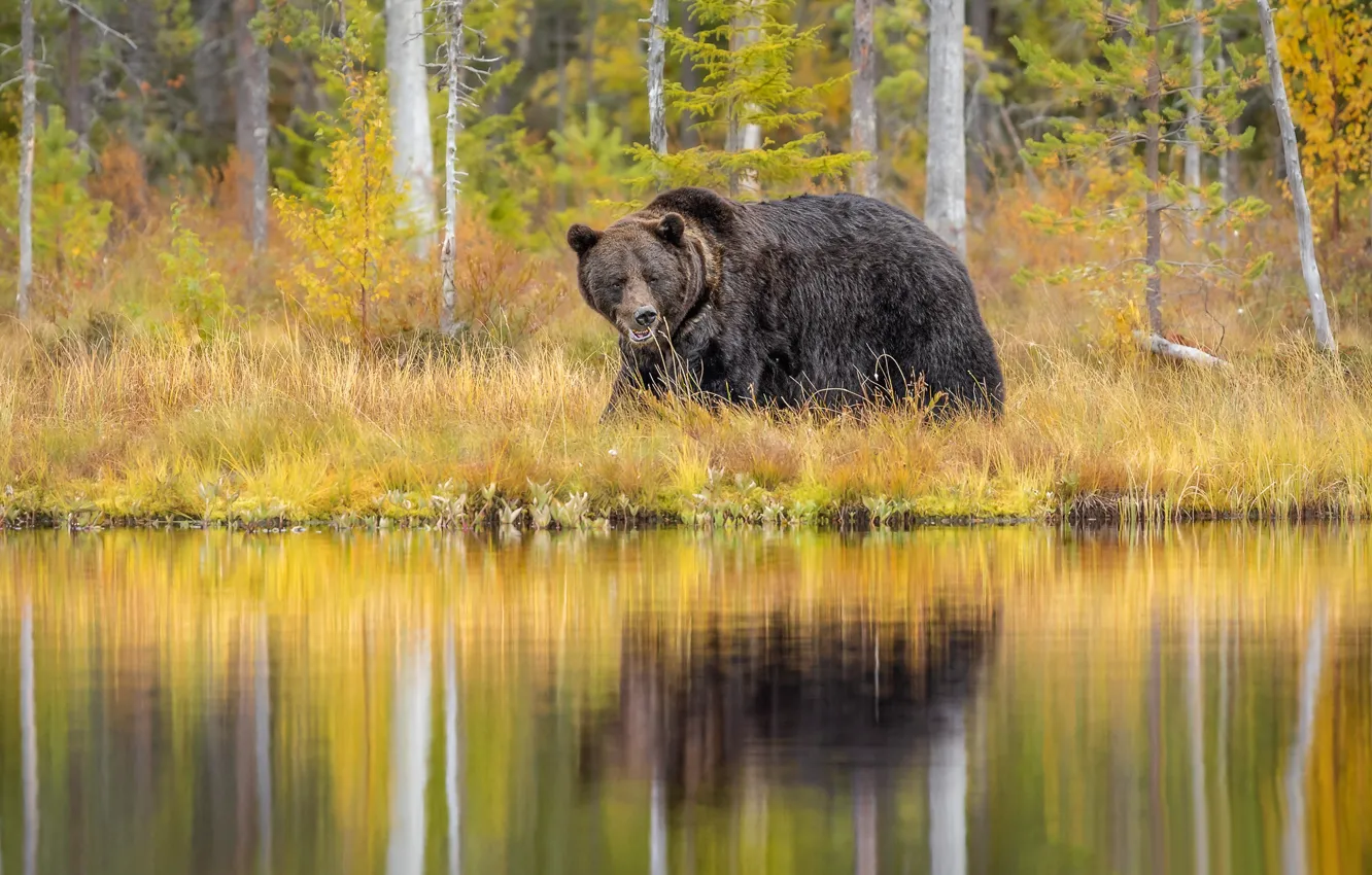 Photo wallpaper forest, shore, bear, walk, pond