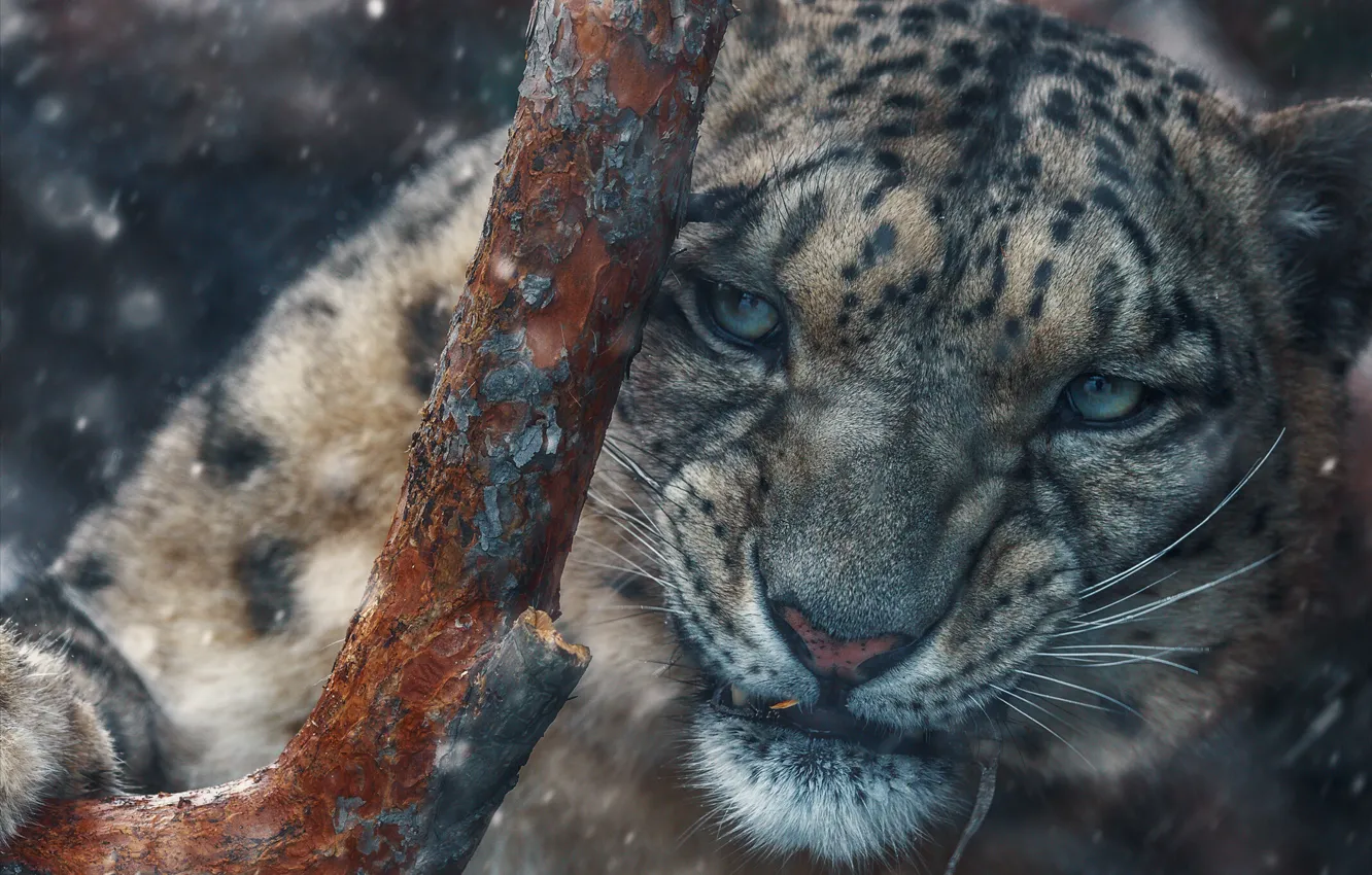 Photo wallpaper look, snow, nature, animal, predator, branch, IRBIS, snow leopard