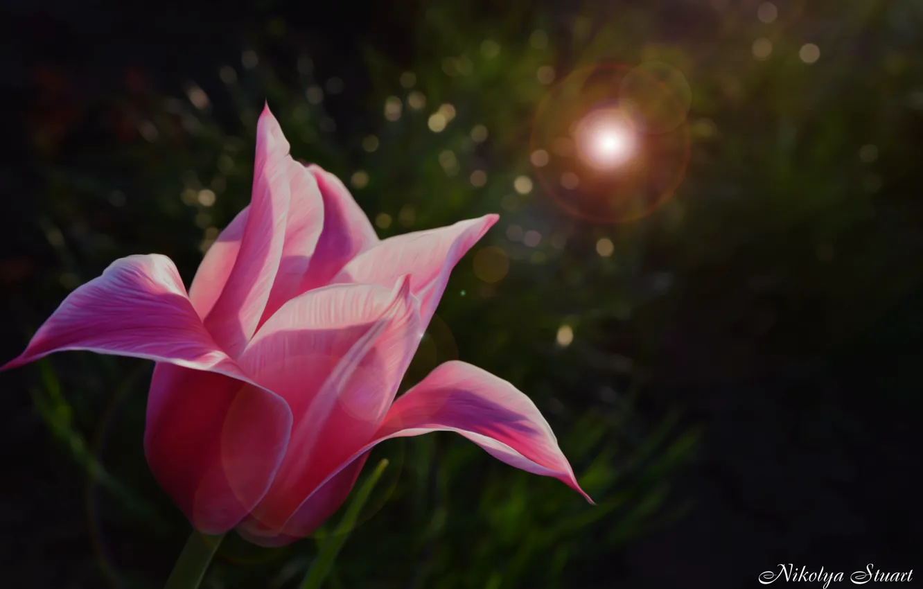 Photo wallpaper flower, grass, macro, nature, pink, Tulip, Blik, Royal