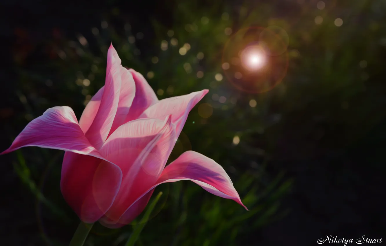 Photo wallpaper grass, macro, flowers, nature, glare, tulips, pink, Royal