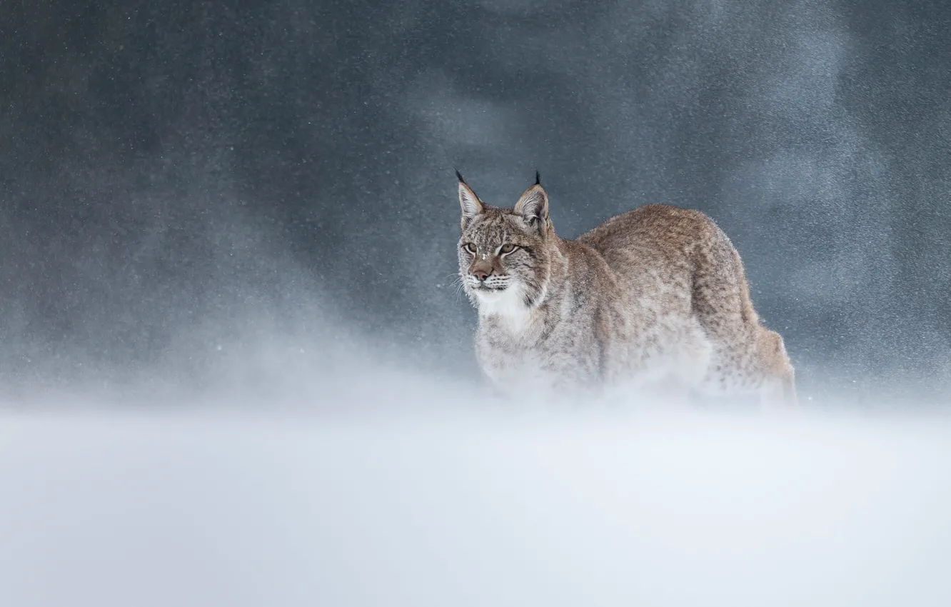 Photo wallpaper winter, field, look, snow, nature, background, the snow, haze