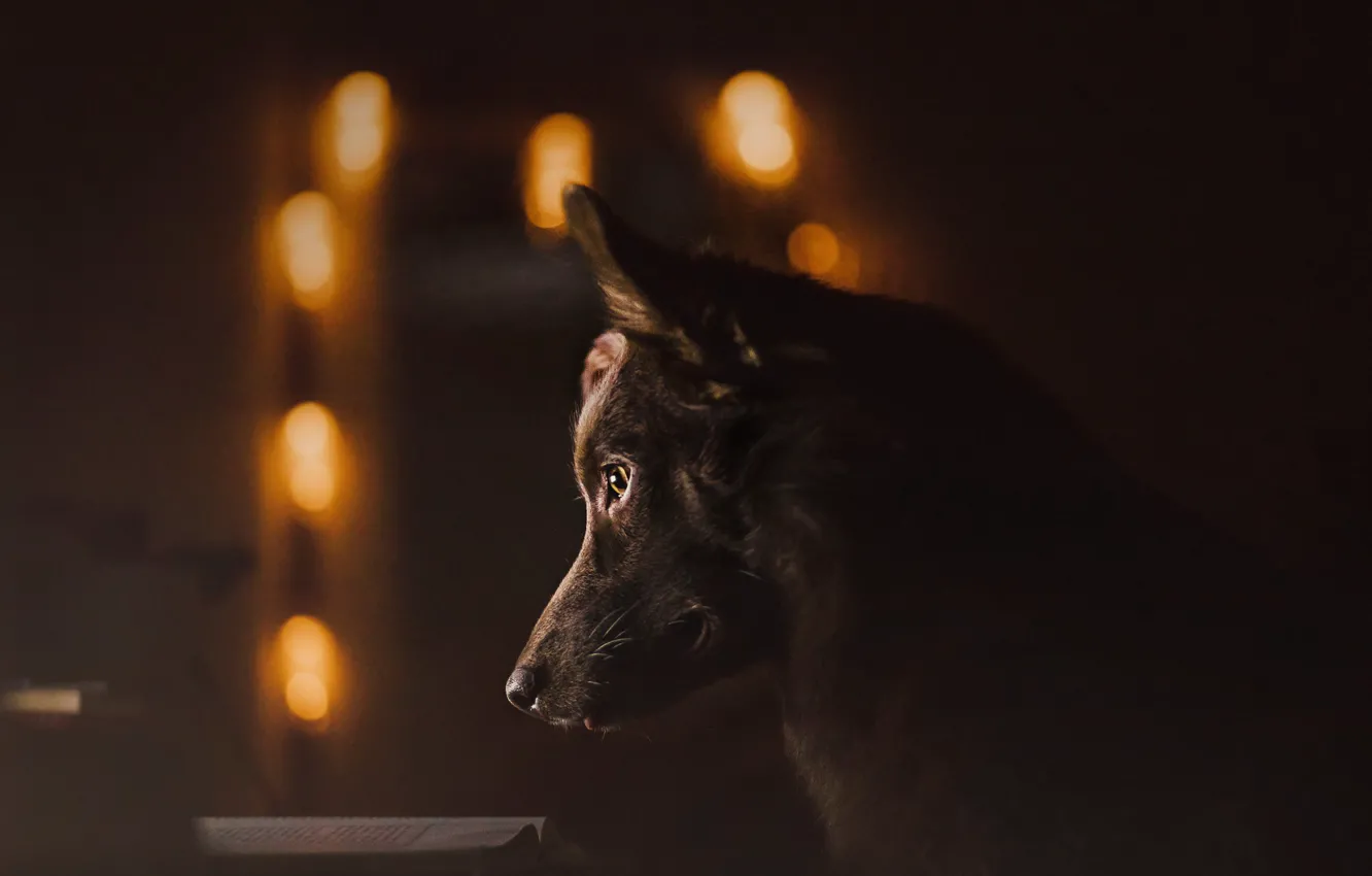 Photo wallpaper sadness, each, dog