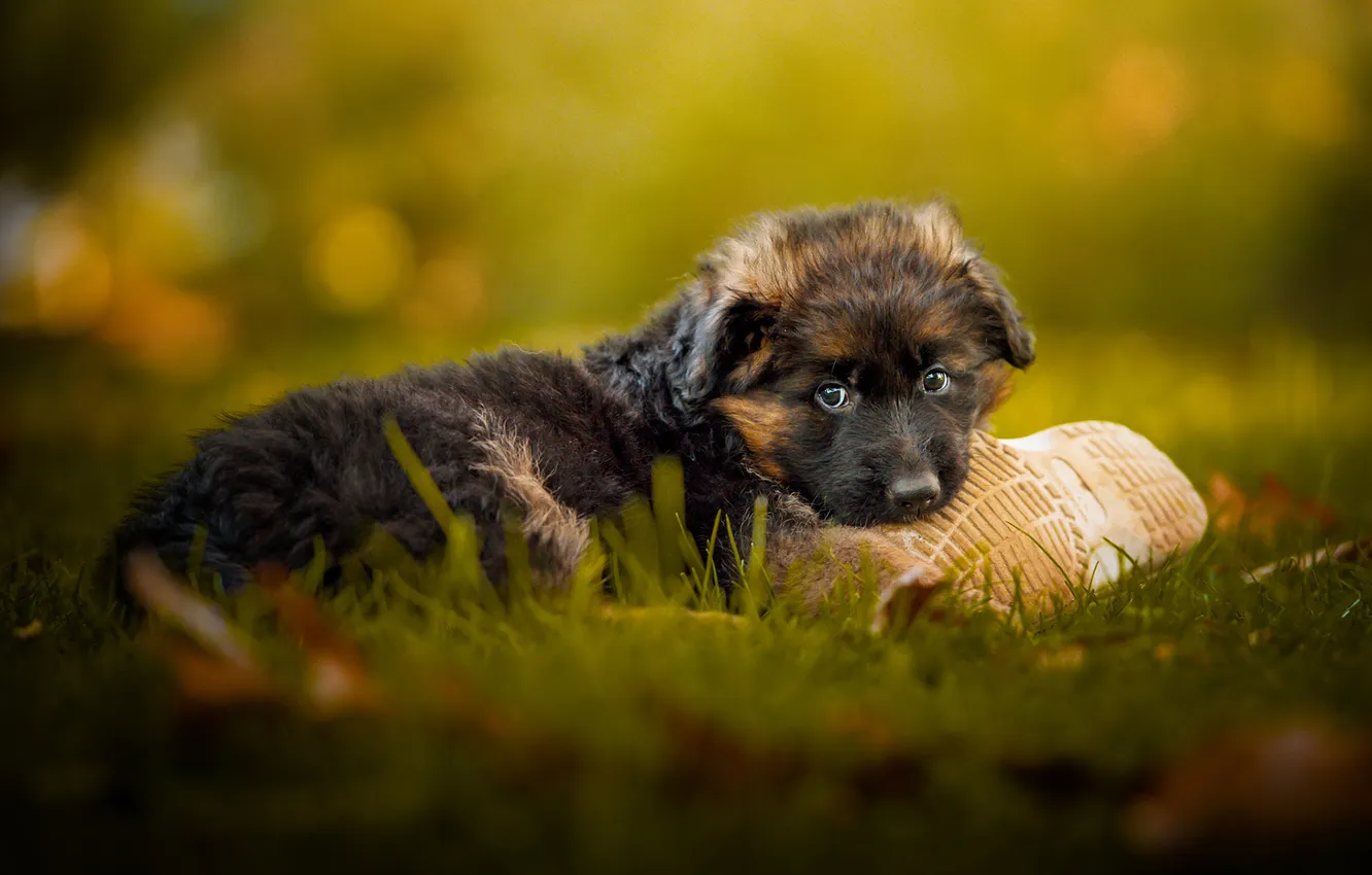 Photo wallpaper dog, puppy, German shepherd