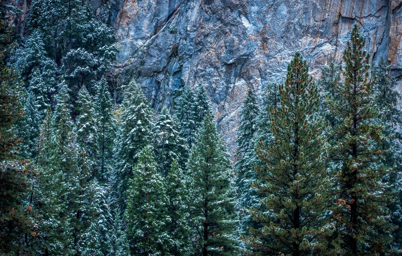 Photo wallpaper winter, snow, trees, rocks, CA, USA, Yosemite, Yosemite National Park