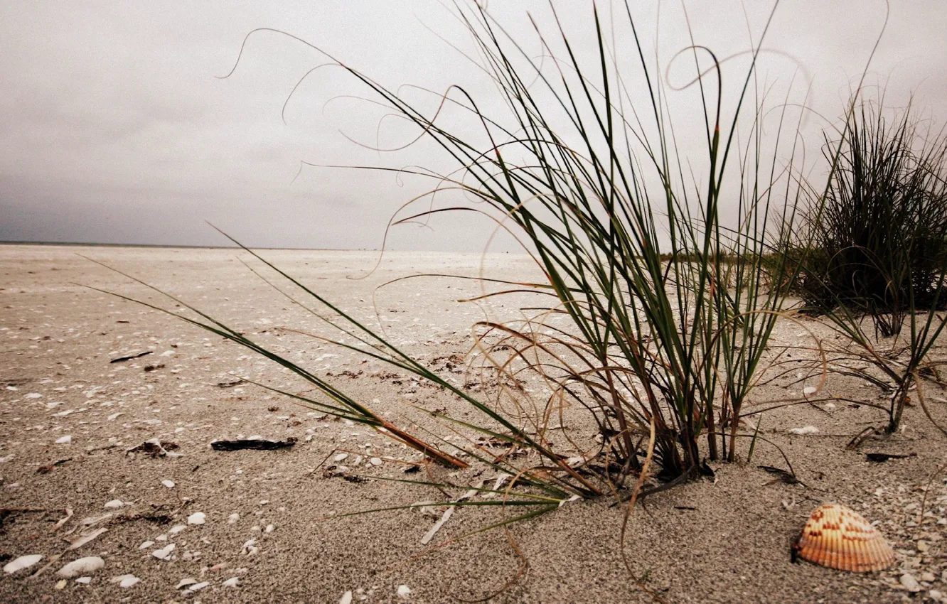 Photo wallpaper grass, shore, shell