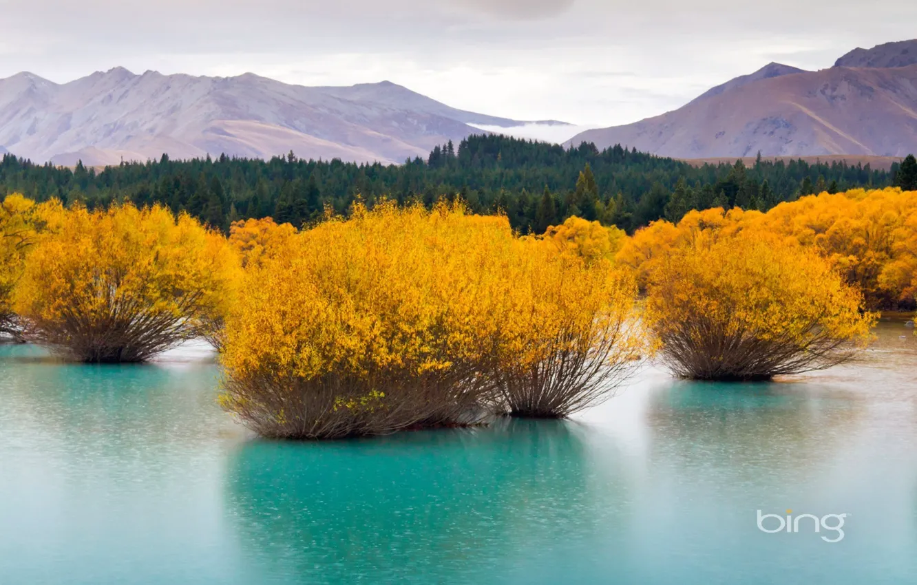 Photo wallpaper trees, yellow, water