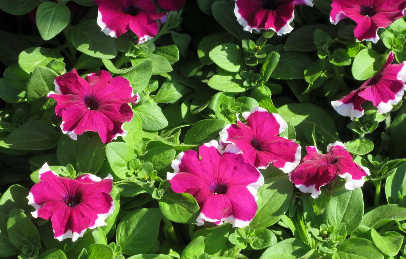 Photo wallpaper raspberry, Petunia, spring 2018, Mamala ©