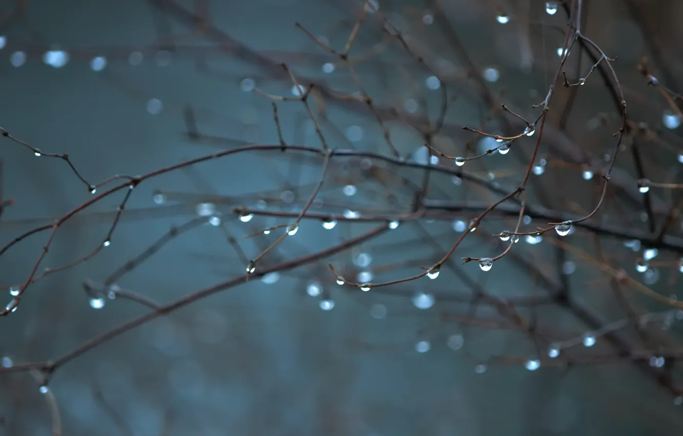 Photo wallpaper autumn, drops, branches