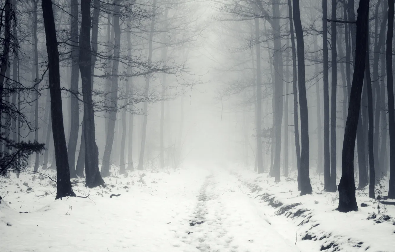 Photo wallpaper winter, road, forest, snow, trees