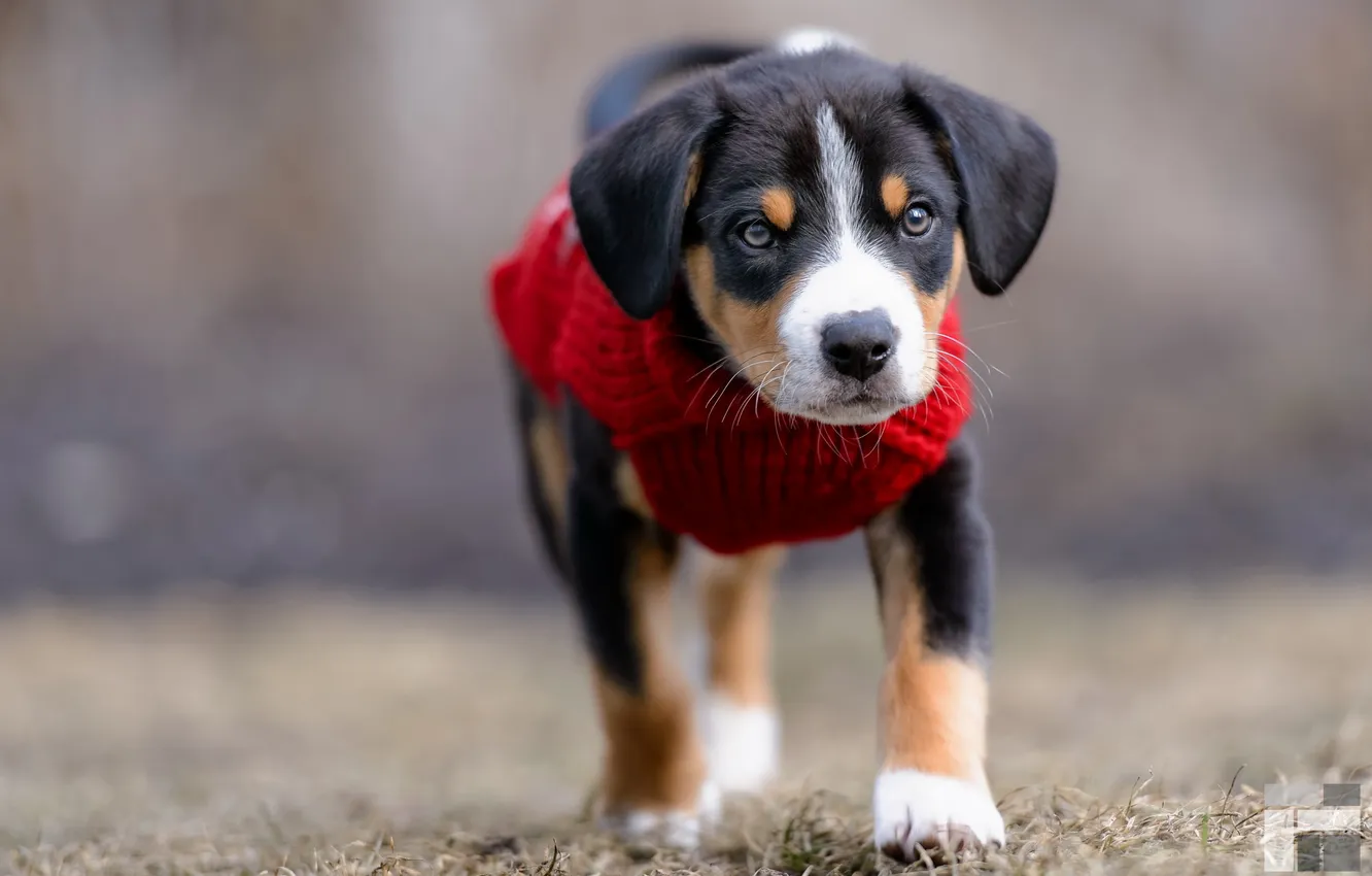 Photo wallpaper look, each, dog