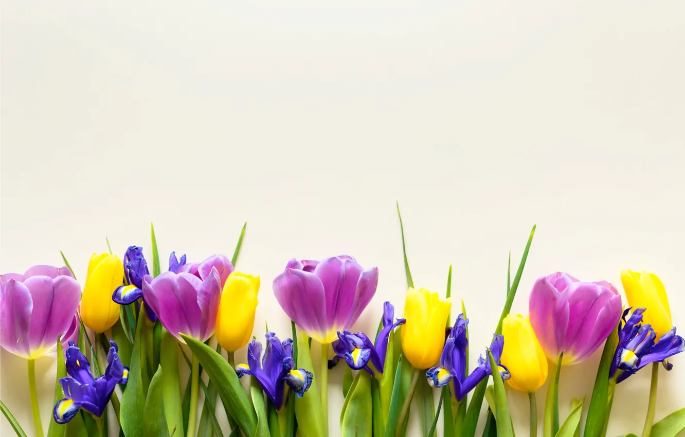 Photo wallpaper purple, flowers, yellow, tulips, fresh, yellow, flowers, beautiful