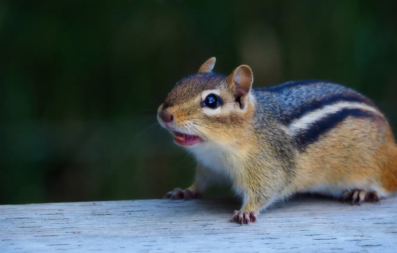 Photo wallpaper background, Board, mouth, Chipmunk, teeth, bokeh