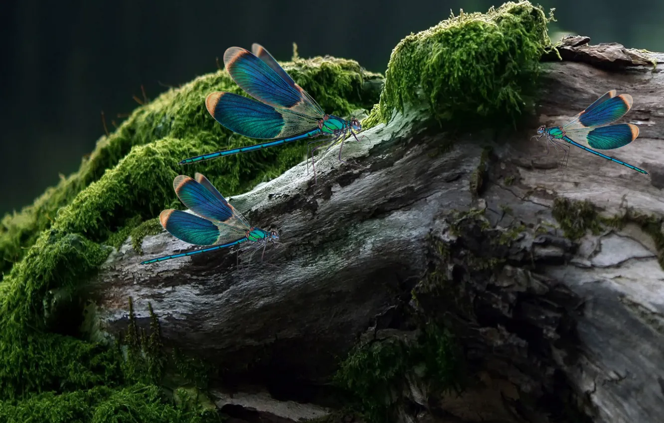 Photo wallpaper insect, moss, log