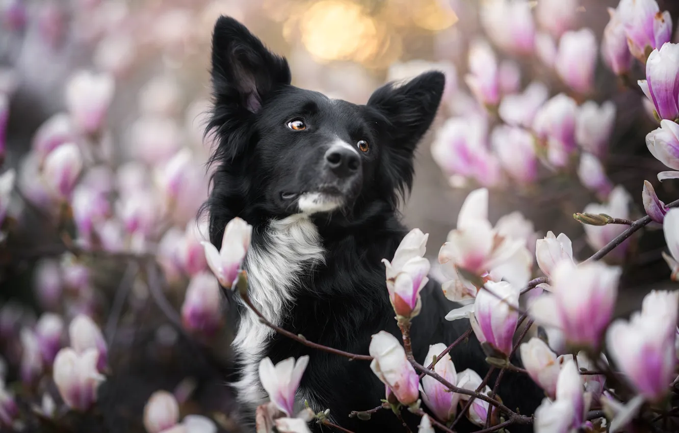 Photo wallpaper face, branches, dog, flowering, flowers, Magnolia, The border collie, Iza Łysoń