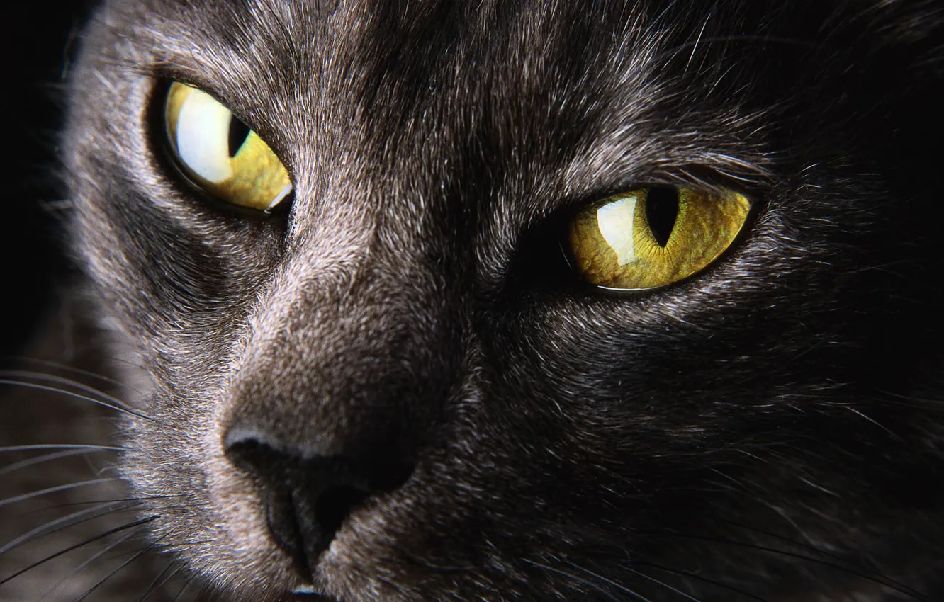 Photo wallpaper cat, yellow, zenk