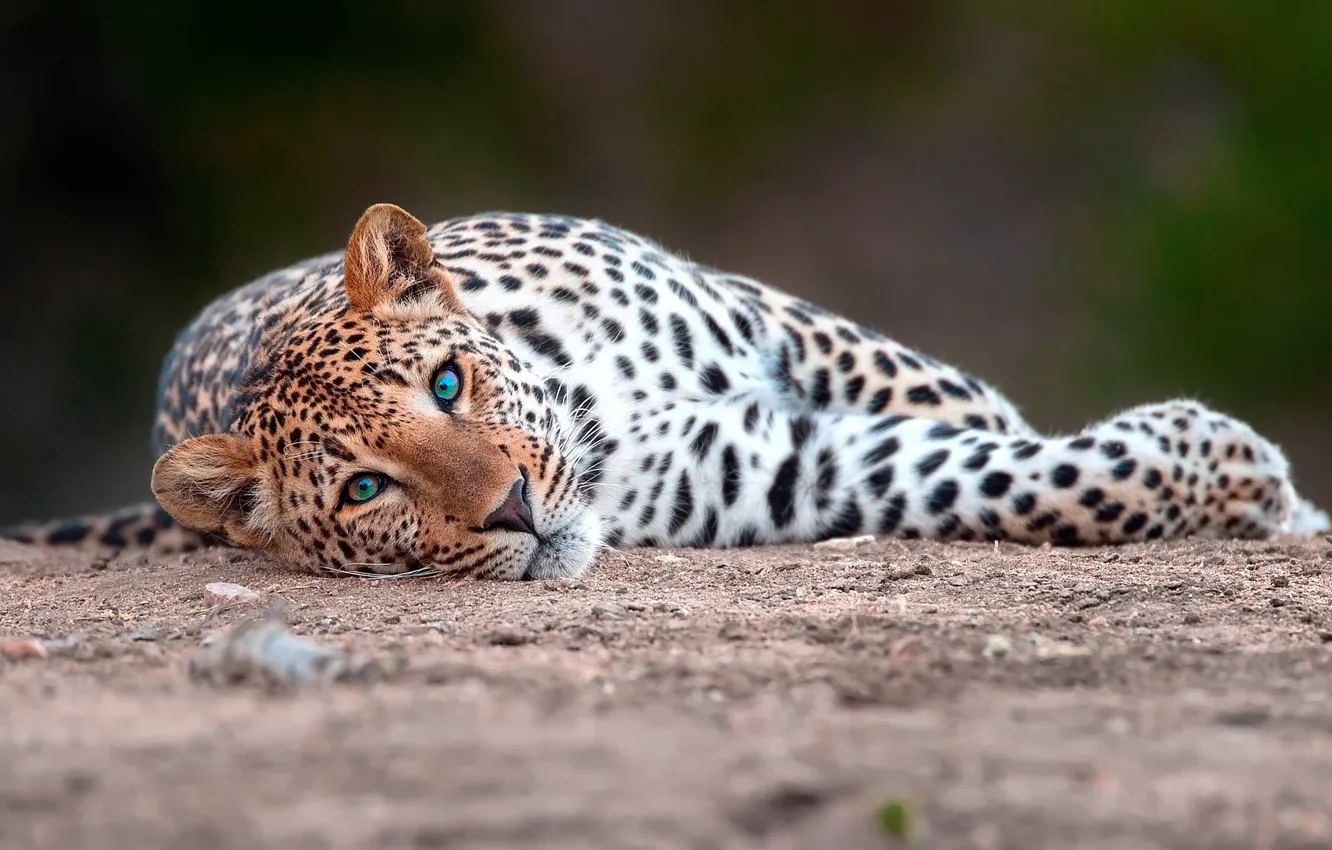 Photo wallpaper cat, look, large, leopard
