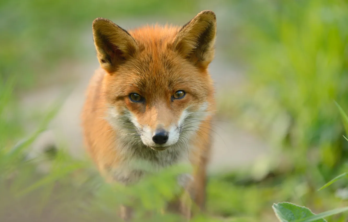 Photo wallpaper predator, Fox, red
