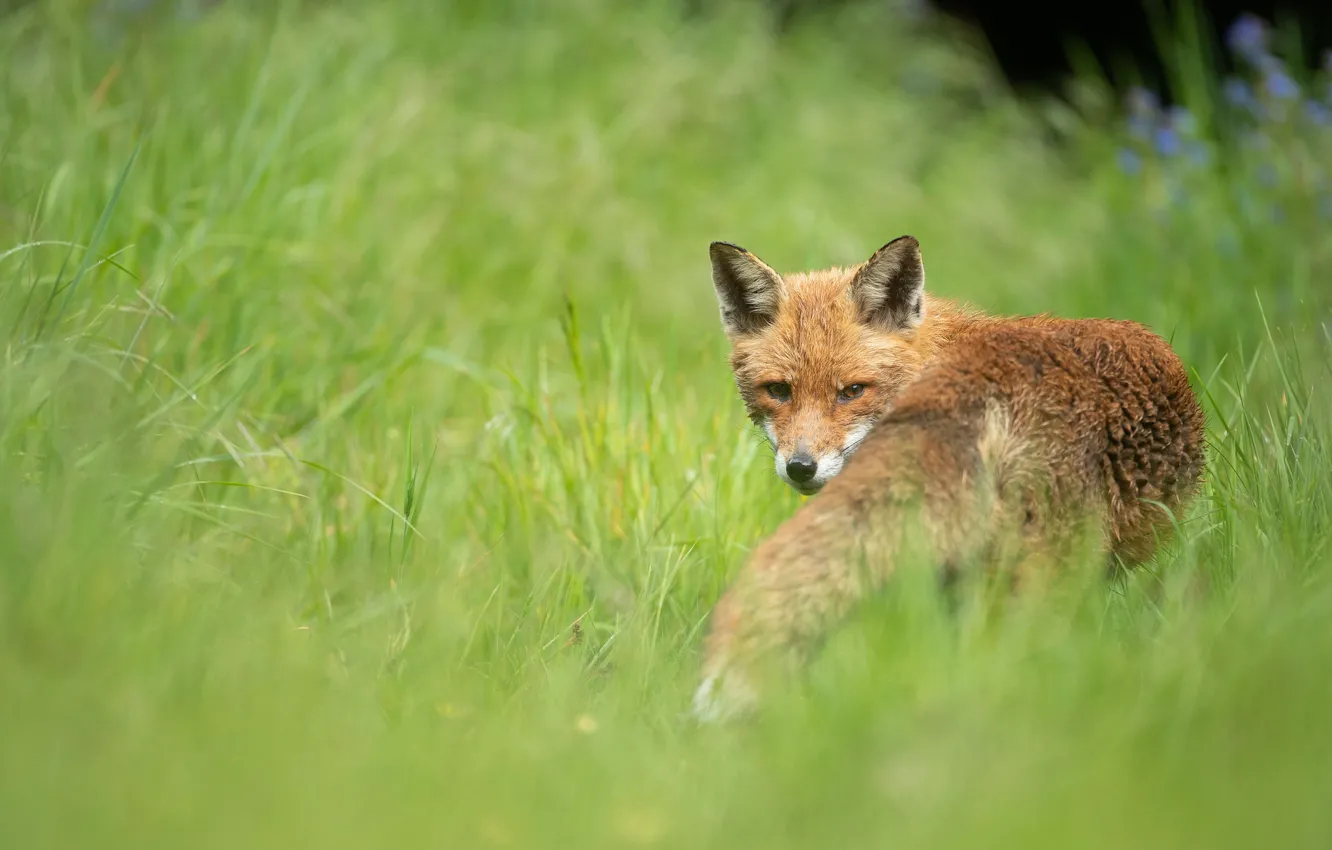 Photo wallpaper grass, look, face, nature, pose, background, glade, portrait