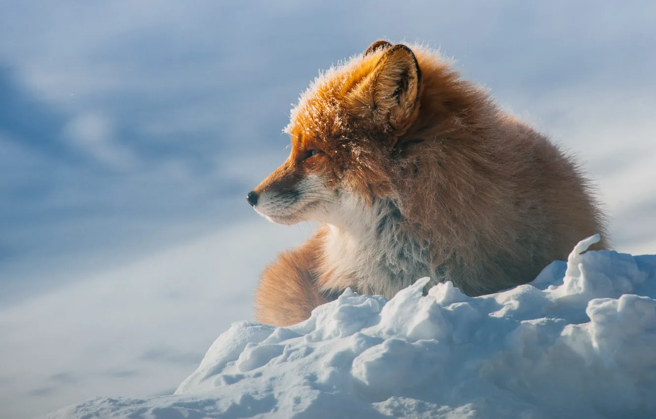 Photo wallpaper winter, snow, Fox, lies, red, wildlife