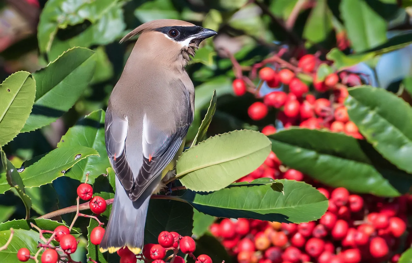 Photo wallpaper leaves, berries, bird