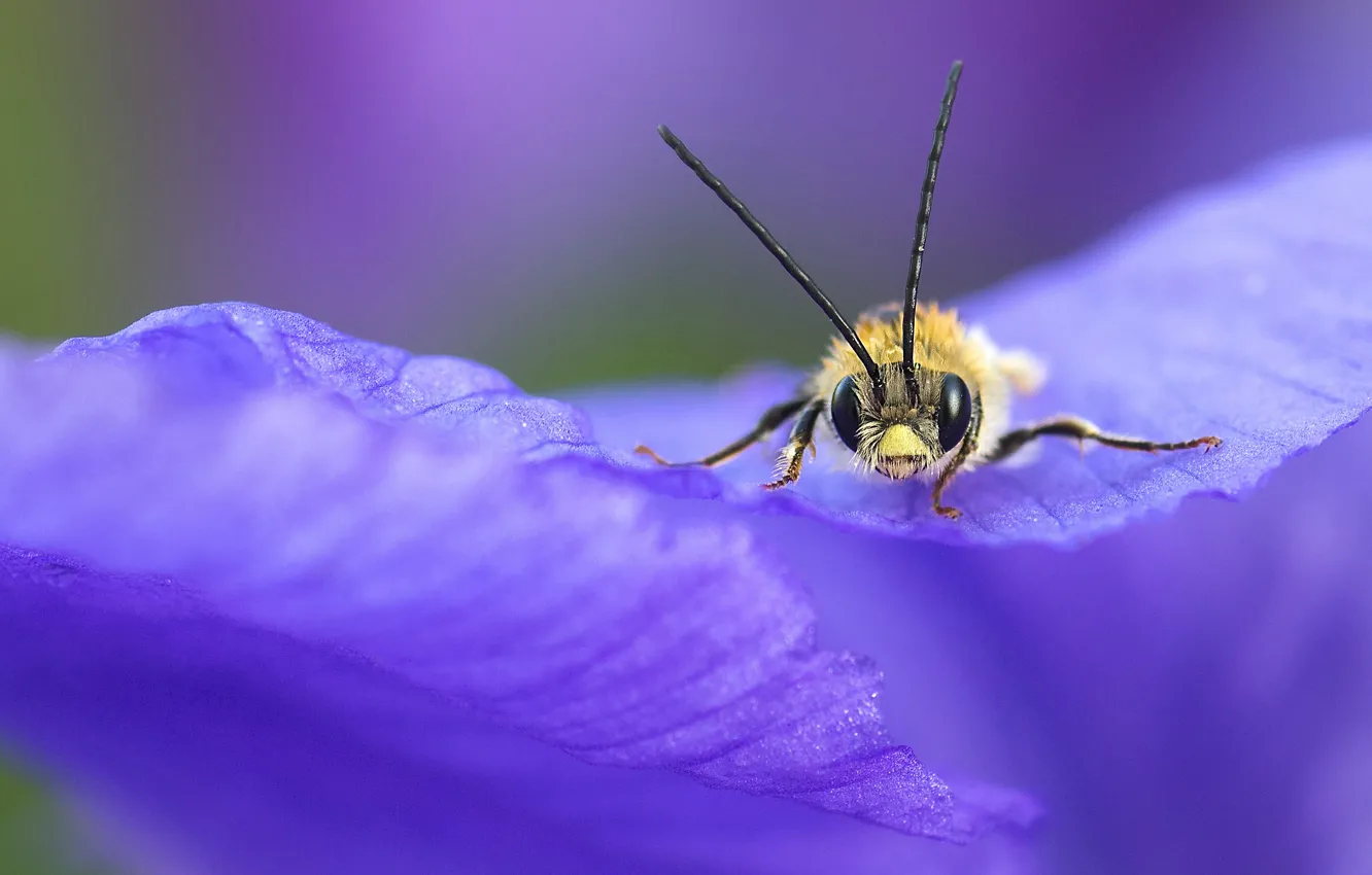Photo wallpaper macro, flowers, bee, petals, insect