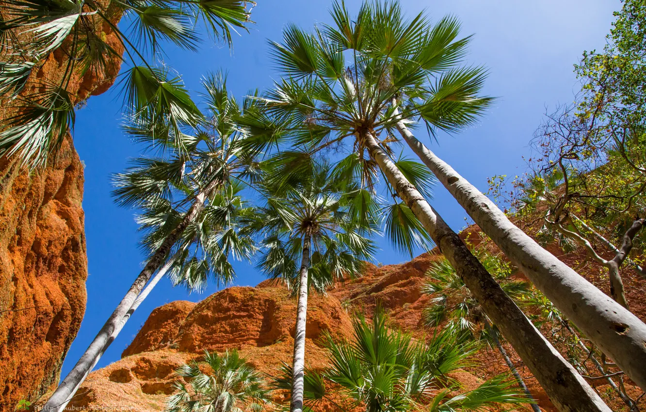 Photo wallpaper the sky, leaves, palm trees, rocks