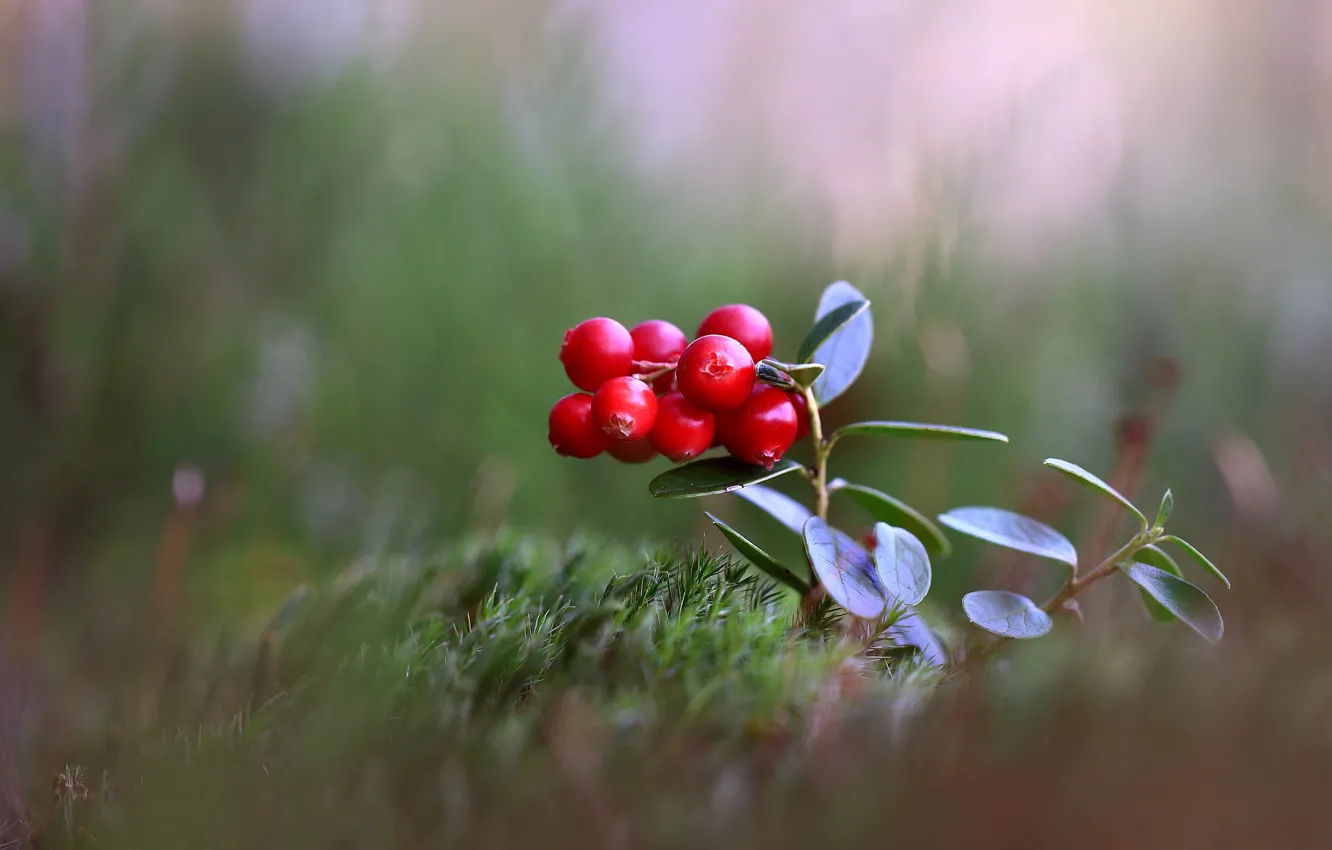 Photo wallpaper red, nature, berries, glade, moss, leaves, bokeh, cranberries