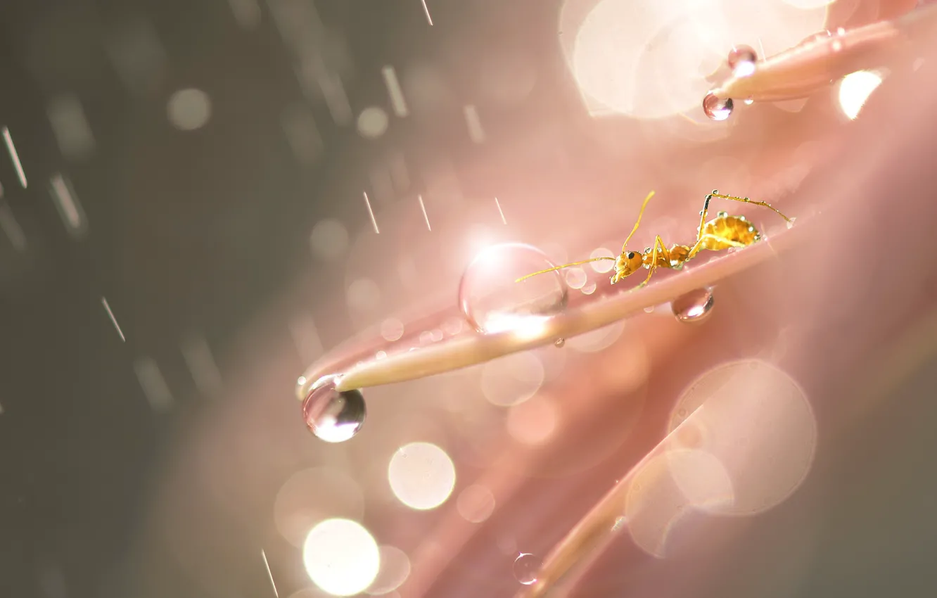 Photo wallpaper water, insect, Red Ant