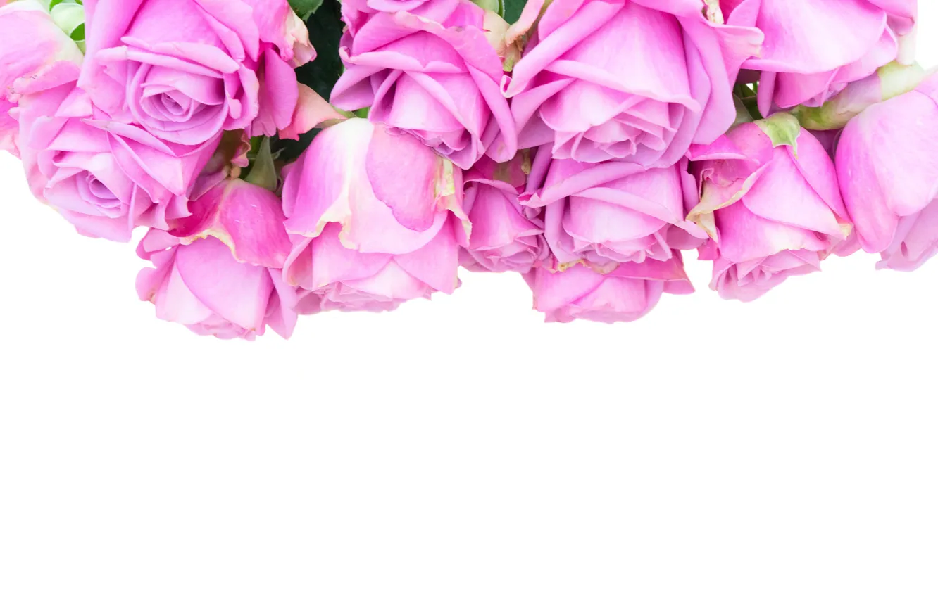 Photo wallpaper roses, bouquet, pink, flowers, roses, pink roses