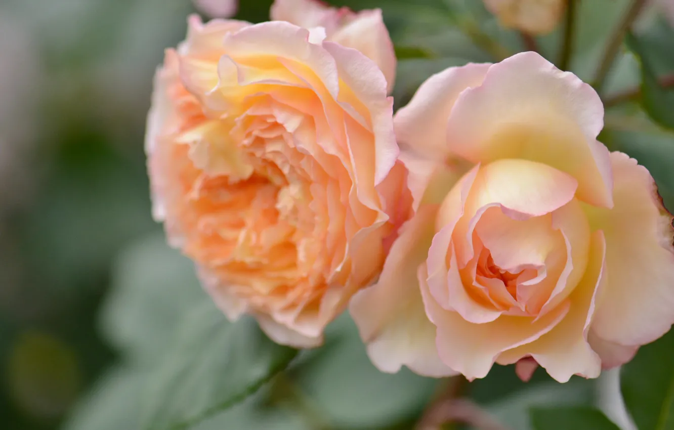 Photo wallpaper macro, roses, petals, Duo