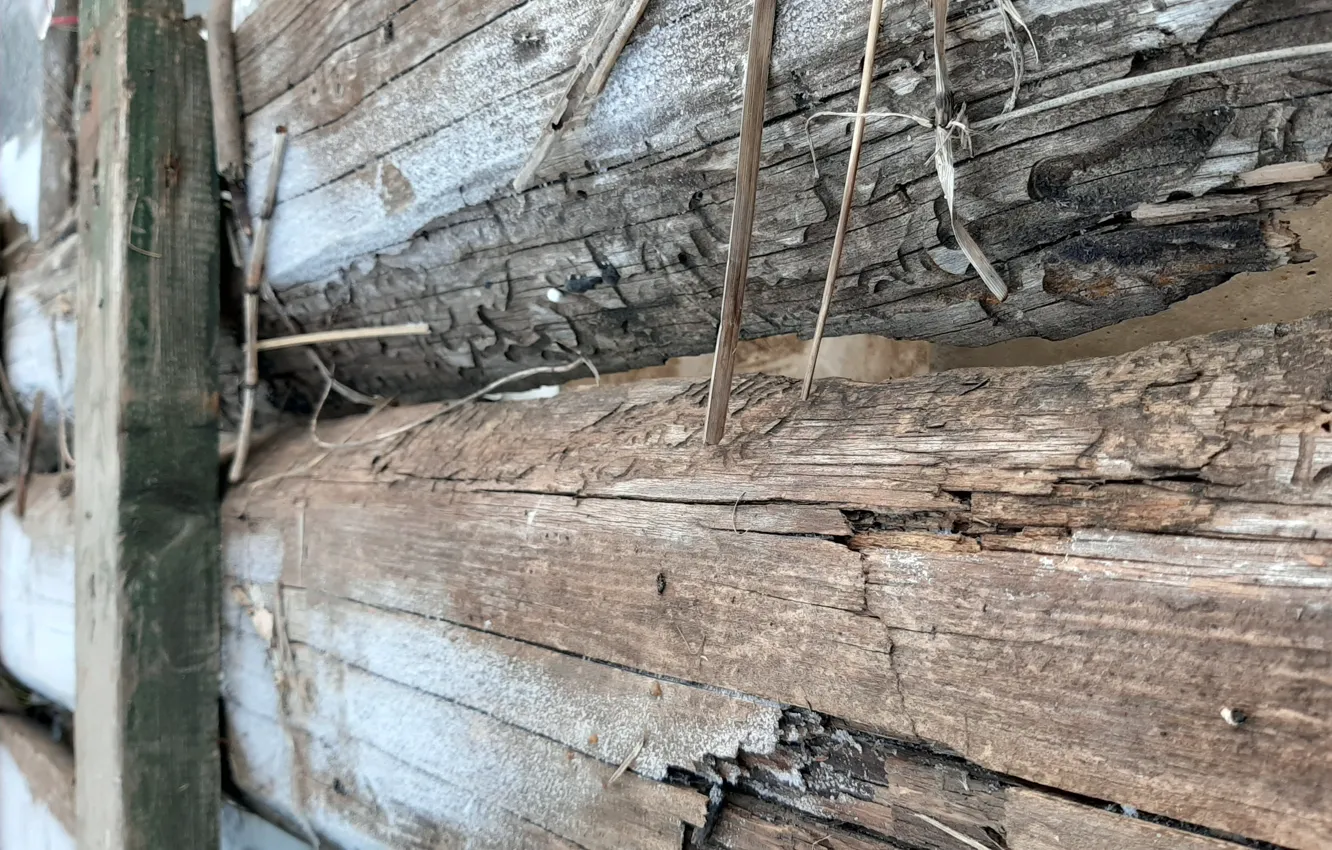 Photo wallpaper trees, nature, texture