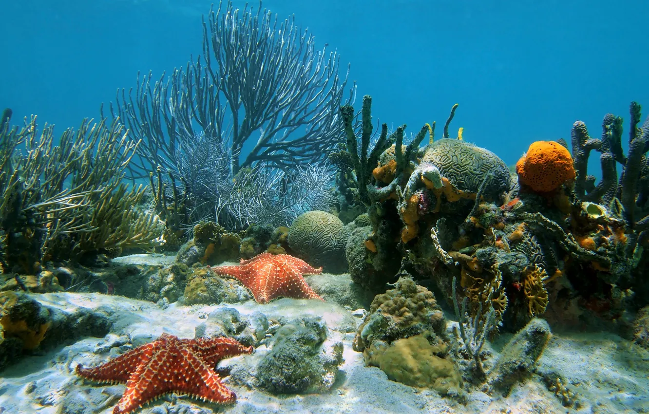Photo wallpaper underwater, ocean, sand, tropical, starfish, reef, coral