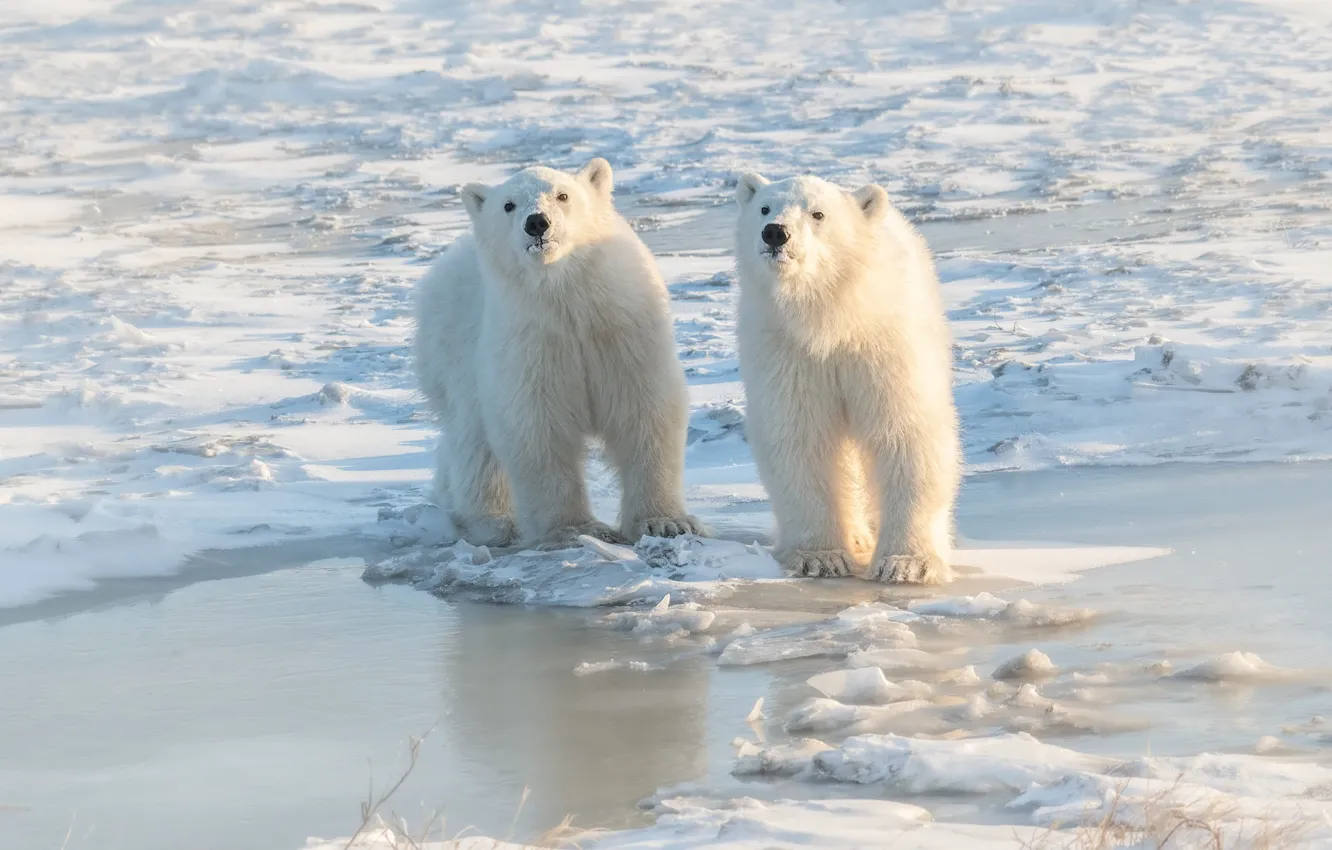 Photo wallpaper ice, winter, white, look, light, snow, nature, background