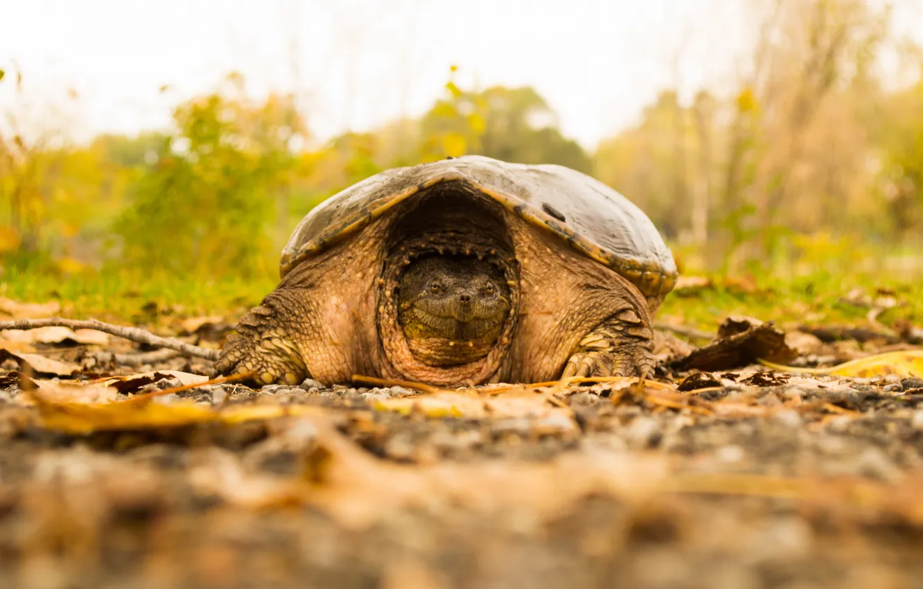 Photo wallpaper nature, background, turtle
