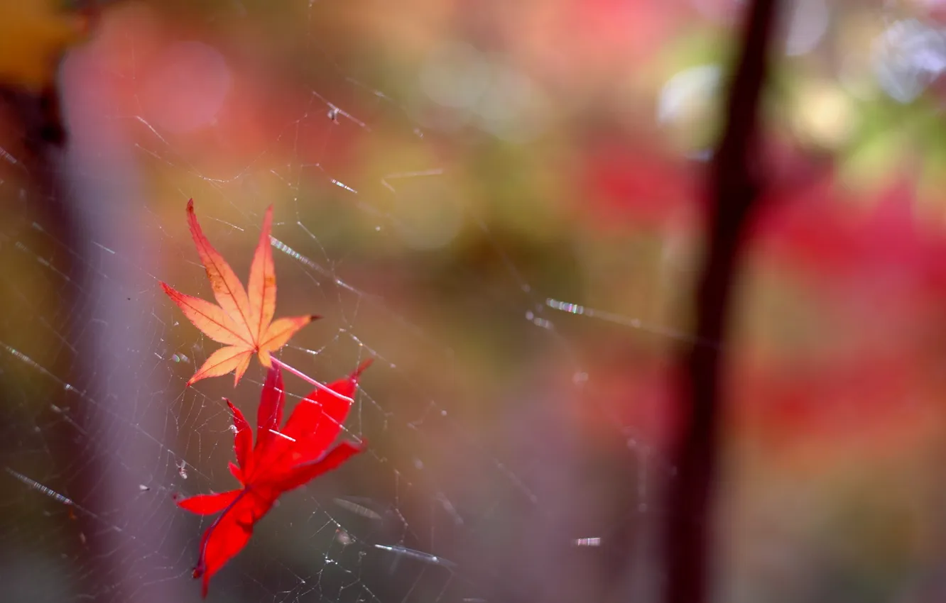 Photo wallpaper leaves, nature, web