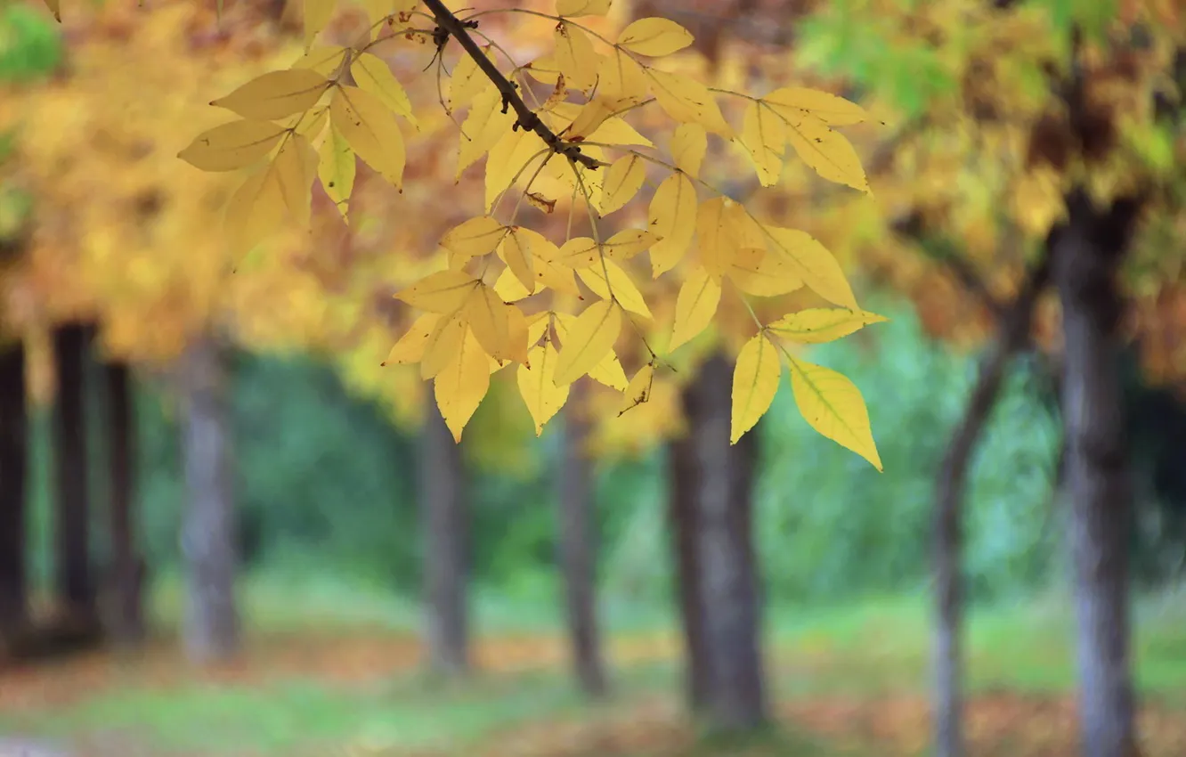 Photo wallpaper autumn, leaves, nature