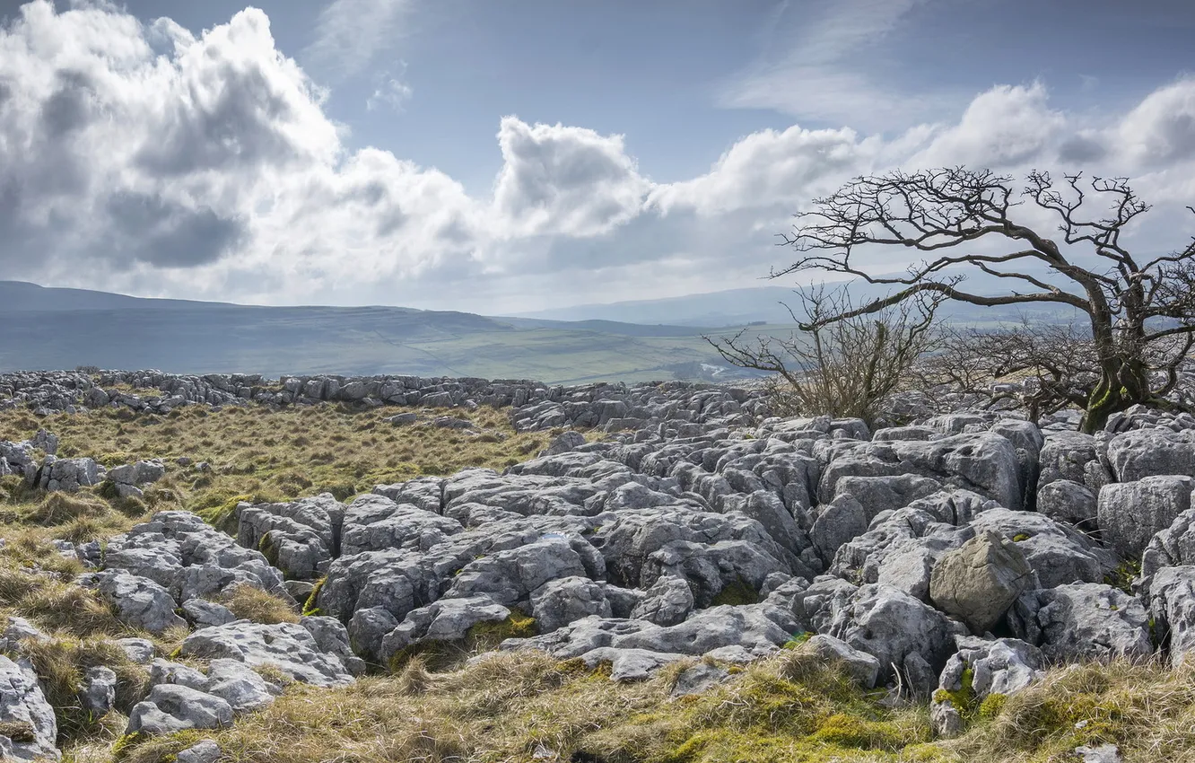 Photo wallpaper field, trees, landscape, stones