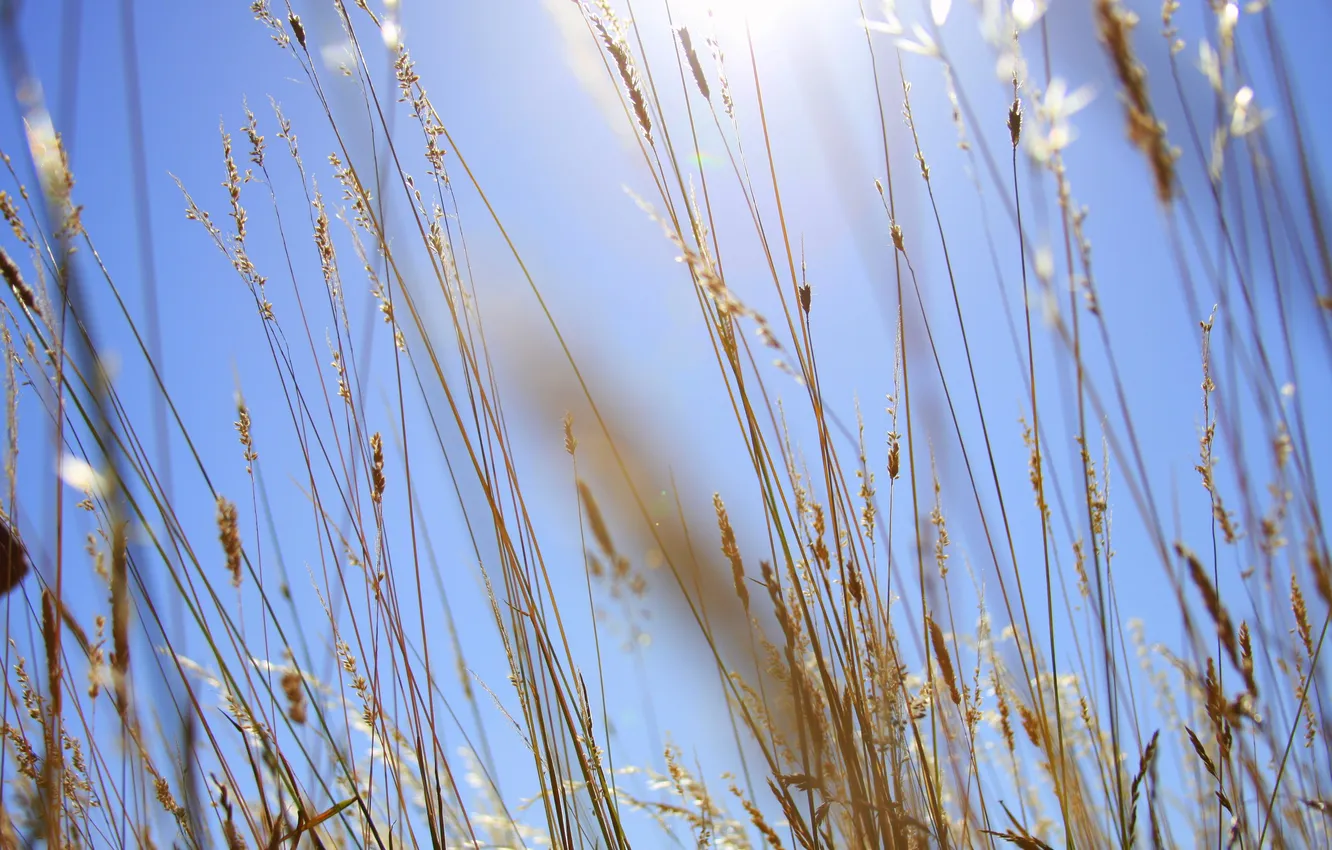 Photo wallpaper field, the sky, grass, background, stem, spikelets, Sunny
