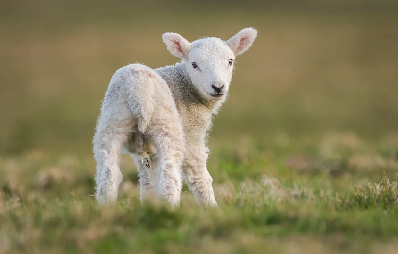 Photo wallpaper white, grass, background, lamb