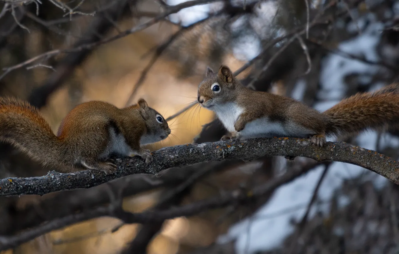 Photo wallpaper tree, branch, a couple, proteins, rodents, two squirrels
