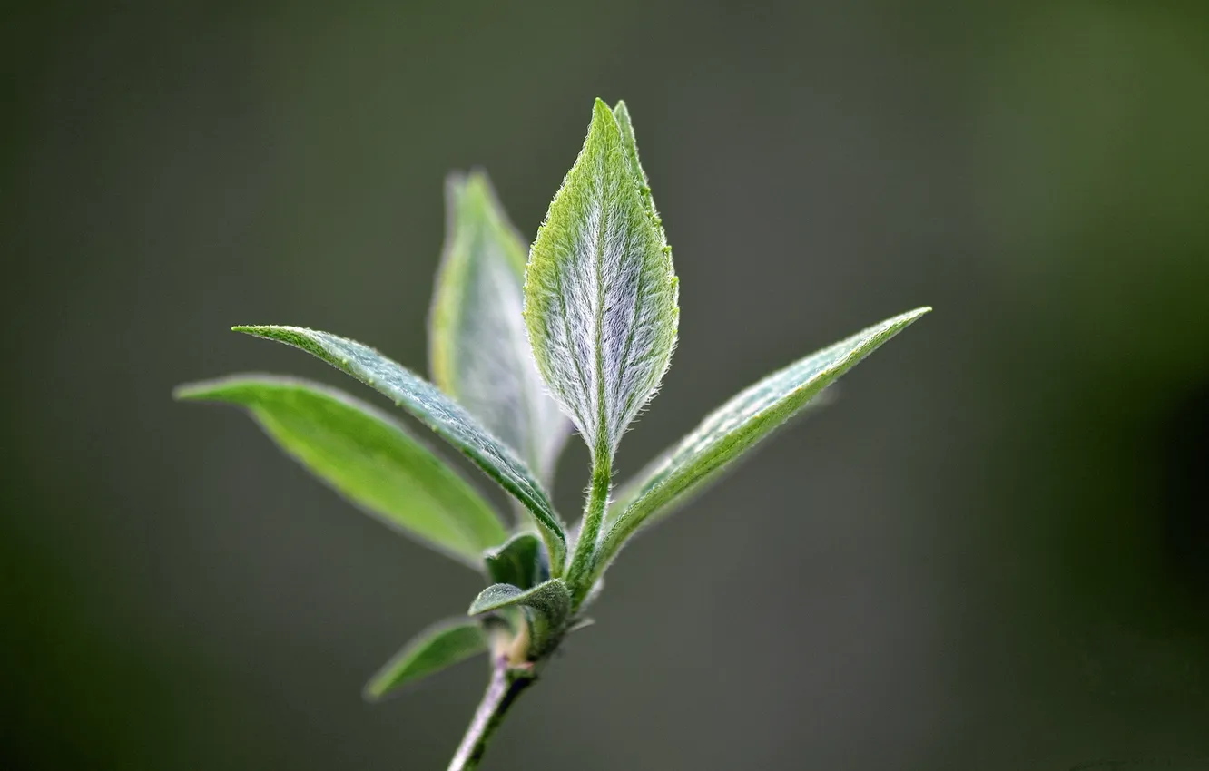 Photo wallpaper leaves, background, spring, young leaves
