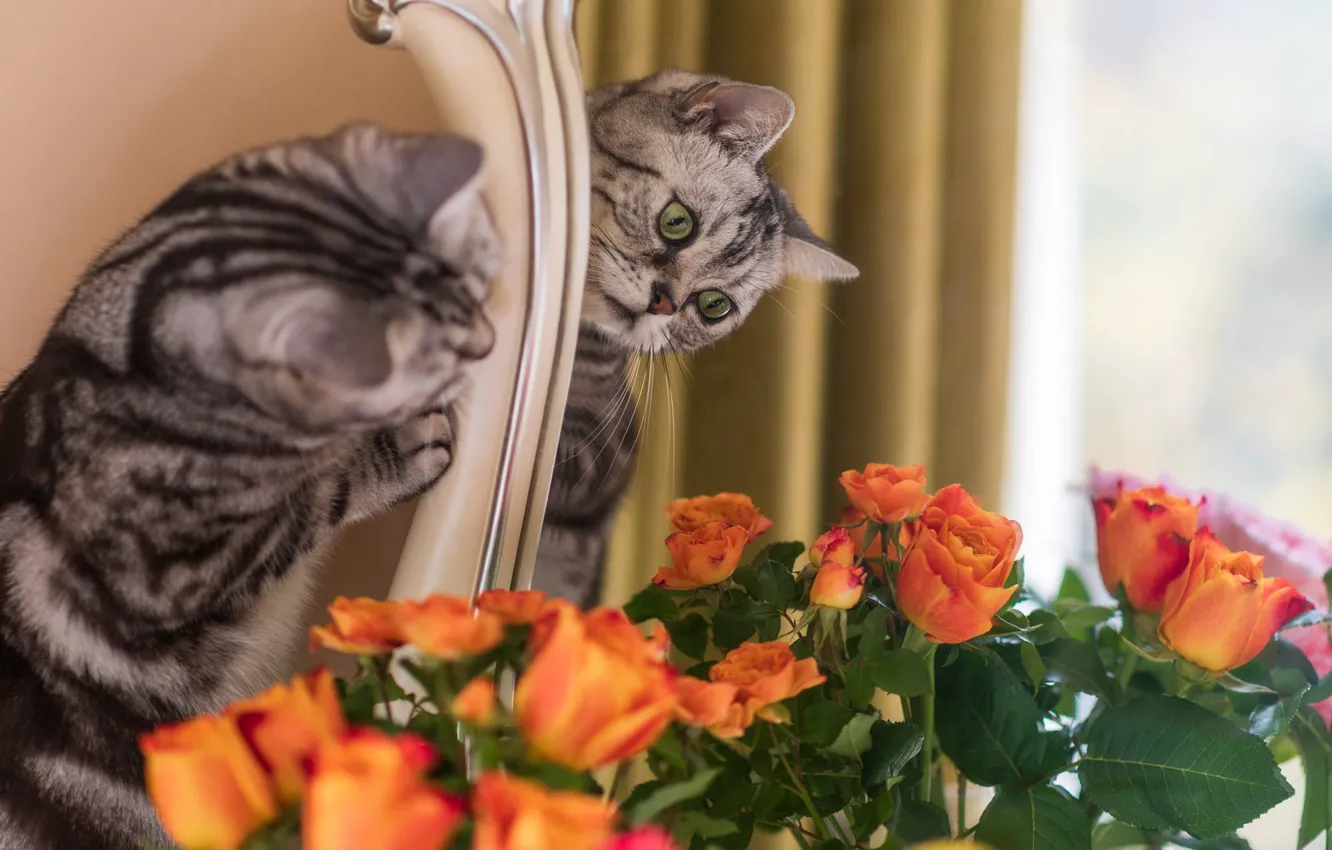 Photo wallpaper cat, cat, look, flowers, orange, pose, reflection, grey
