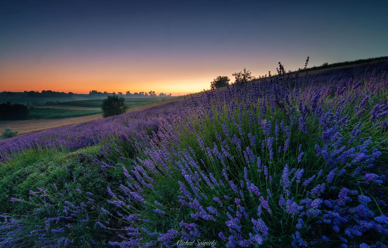 Photo wallpaper field, the evening, lavender