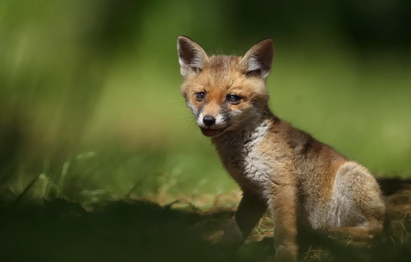 Photo wallpaper nature, Fox, summer